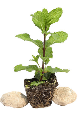 薄荷苗春夏多年生四季种植秧苗
