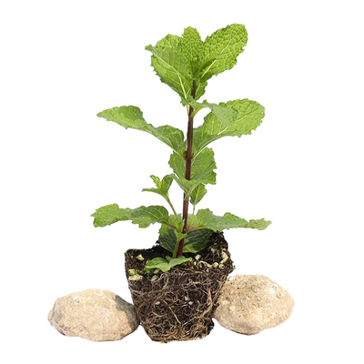 薄荷苗春夏多年生四季种植秧苗
