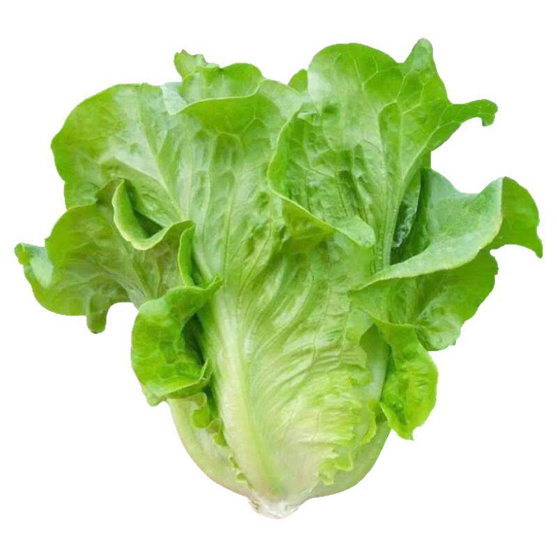 禾大师寿光高产意大利生菜盆栽