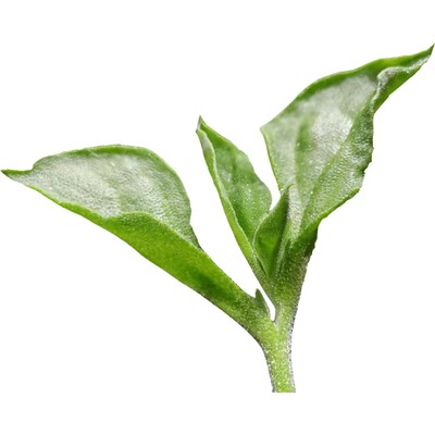 蔬菜种子四季播盆栽阳台种菜大全