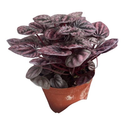 苔藓便宜加湿雨林缸吸水石水陆缸