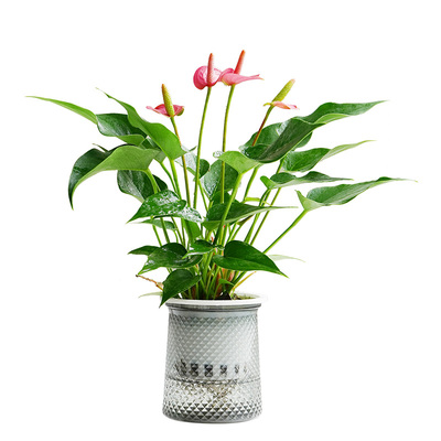 金叶子竹芋发财树绿色绿植盆栽