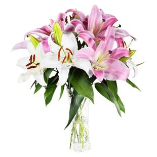 【顺丰包邮】云南昆明基地直发香水百合鲜花家用插花鲜花同城速递