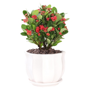 虎刺梅花卉盆栽易活植物室内办公室阳台耐旱铁海棠花四季开花不断