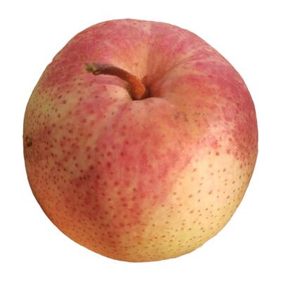 北京平谷茅山后佛见喜梨甜脆汁多