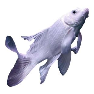 高品质蝴蝶鲤短身球体观赏鱼冷水鱼锦鲤鱼苗金鱼好养耐活好养包活