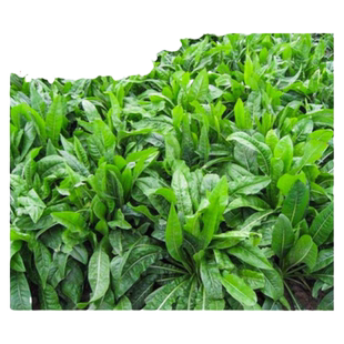 将军大叶菊苣草种籽多年生牧草种子四季养殖猪鸭鹅鸡兔牛羊猪草孑