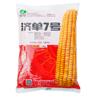 丰乐 济单7号 剂单七号 杂交玉米种子矮大棒高产大田饲料玉米种籽