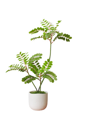 九思植物中式风格桌摆盆景