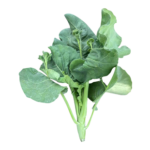 改良香菇芥兰菜种籽芥蓝菜籽广东潮汕芥兰菜种子介兰菜种蔬菜种孑