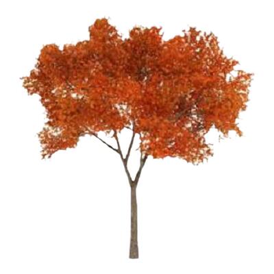 垂槐龙爪行道树国槐苗黄金槐树苗