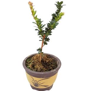 红芽珍珠圆叶罗汉松树苗 菊花芯四季红金钻 盆景素材室内盆栽绿植