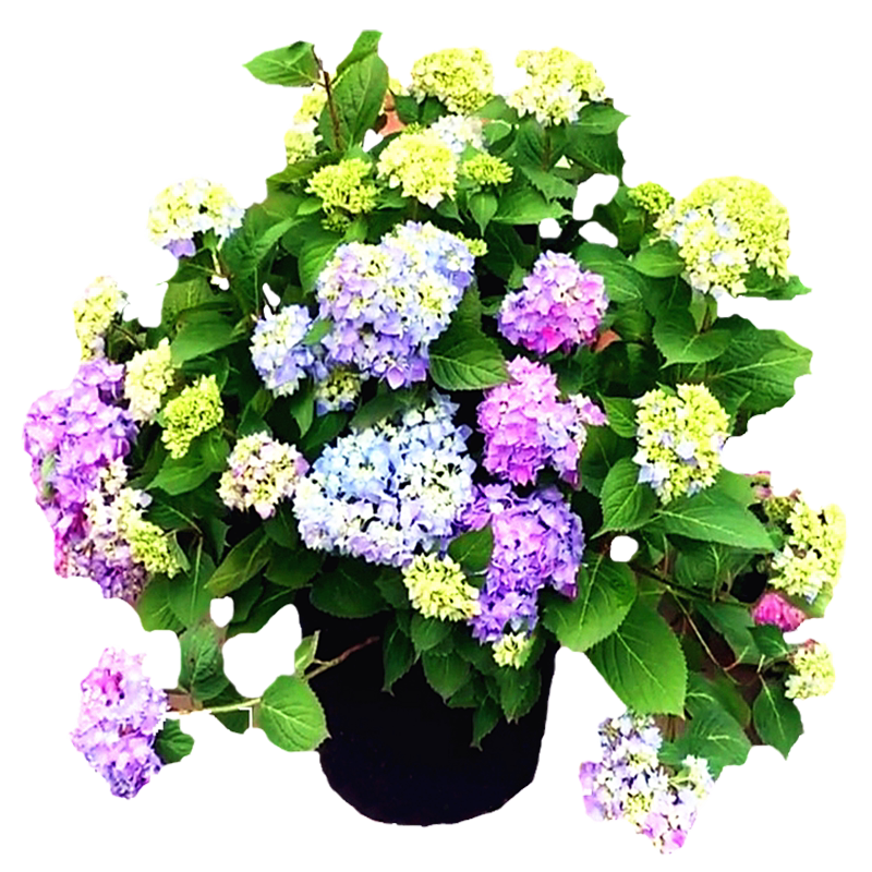 无尽夏绣球花苗带花苞盆栽大苗多季多年生花卉栽庭院阳台花好养活