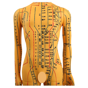 针灸穴位人体模型中医教学全身高清经络图人模模型推拿小皮人扎针