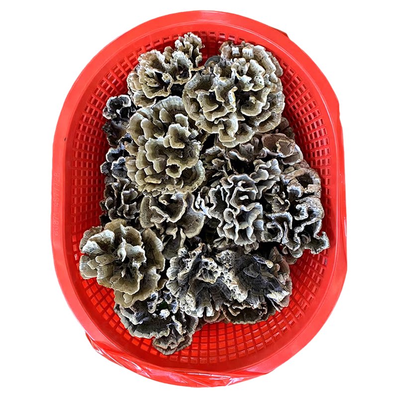 云南新鲜干巴菌500g野生菌子炒饭