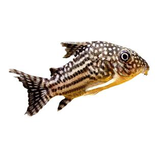 珍珠鼠鱼黄翅珍珠鼠观赏鱼鼠鱼底层鱼吃残渣工具鱼熊猫鼠淡水草缸