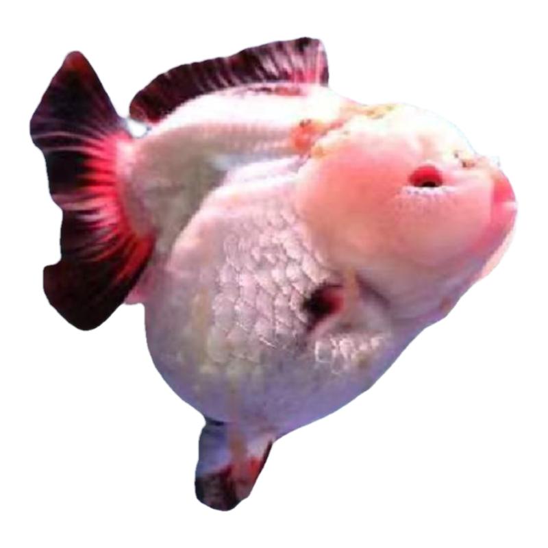 泰狮玛丽三色金鱼淡水观赏宠物鱼