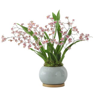 香水文心兰盆栽带花苞梦香兰浓香植物办公室桌面绿植花卉盆景四季