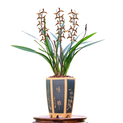 翁源兰花墨兰小香绿叶浓香型带花