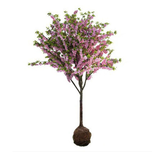 绚丽四季海棠花树苗盆栽西府海棠花庭院阳台耐寒花卉植物垂丝海棠