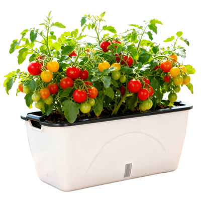 食品级材质懒人自动吸水送菜籽