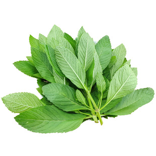 炒田螺香料新鲜土薄荷叶食用泡水装饰调酒鸡尾酒烘焙酒吧薄荷叶子