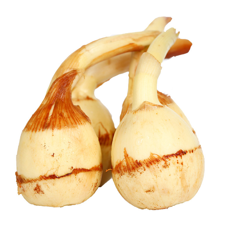 云南新鲜大茨菇慈姑现挖现发5斤