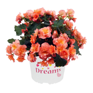 丽格海棠盆栽四季秋海棠玻璃翠重瓣垂吊海棠室内花卉阳台四季开花