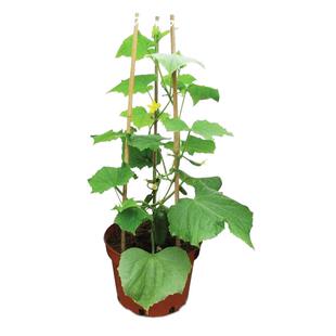 荷兰水果黄瓜种子苗夏季盆栽秧秋青瓜小蔬菜种籽孑高产嫁接秧苗