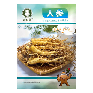 长白山人参种子四季易种植东北野山参籽草本植物中草药材苗盆栽