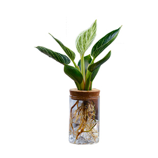 水培植物春雨曼丽榕水样花卉办公室内桌面小绿植好养竹芋金钻盆栽