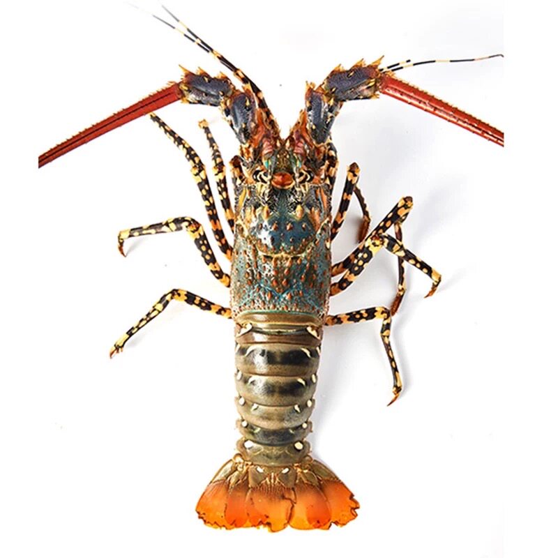 福建东山岛大花龙鲜活小青龙澳龙
