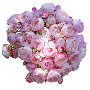 海蒂的花园 草莓杏仁饼直立多头月季勤花庭院阳台花卉植物盆栽苗