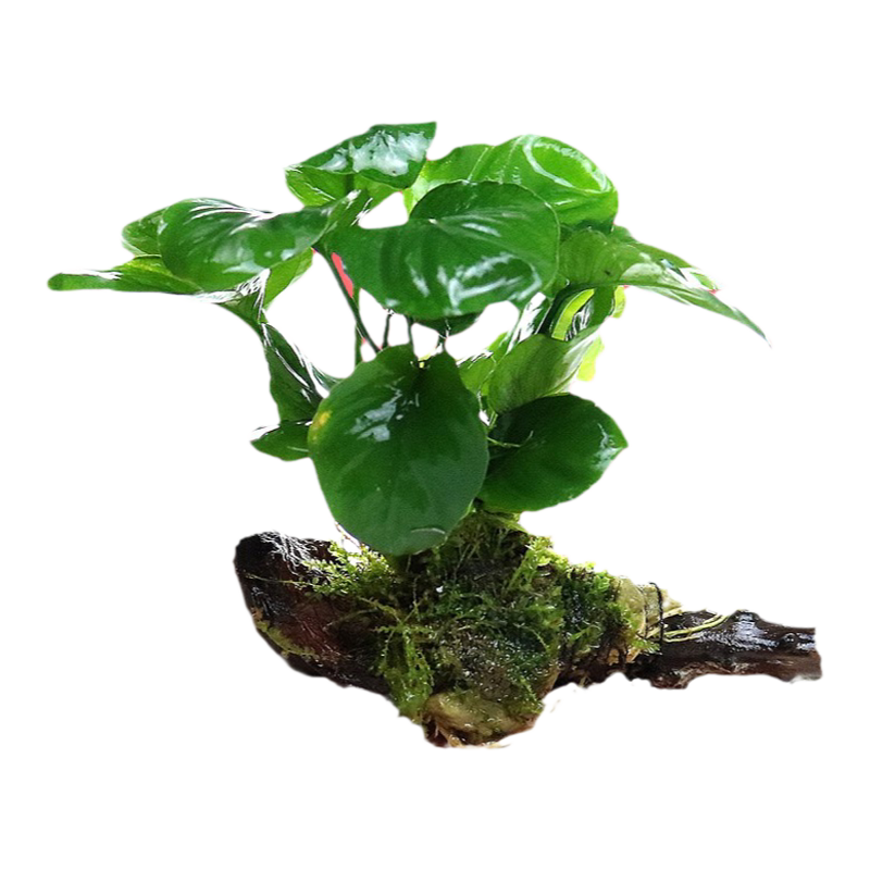 鱼缸造景套餐阴性水榕沉木活体真水草淡水无土植物增氧趴地矮珍珠