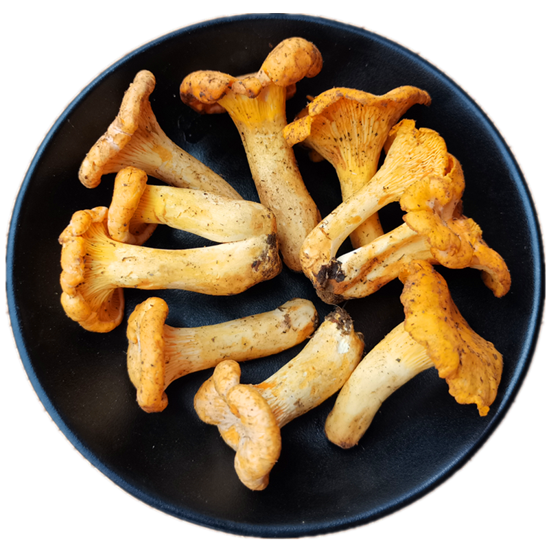现货新鲜野生鸡油菌 特级黄丝菌 云南特产蘑菇富含维生素生鲜包邮