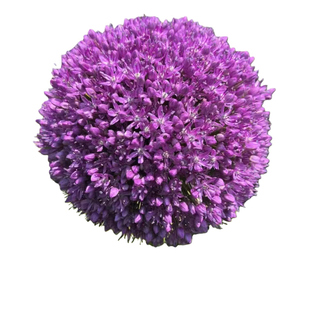 大花葱种球盆栽大使花苗环球霸王荷兰进口球王耐寒花卉植物种子花