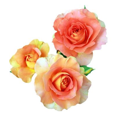 月季真品铜管乐队月季