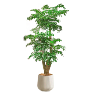 幌伞枫幸福树老桩三叉绿植盆栽高级感室内落地大型绿植好养活盆景
