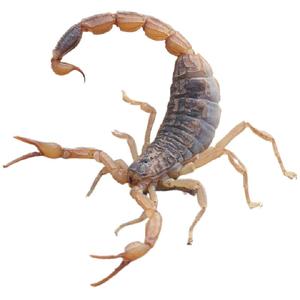 沂蒙山十足全蝎活体野性蝎子活虫