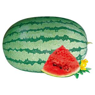 沙瓤西瓜硒砂瓜种子孑种籽苗超甜金城5号巨型特大石头西瓜籽种