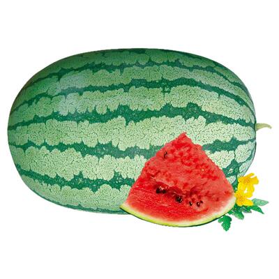 金城巨型西瓜种子沙瓤西瓜硒砂瓜