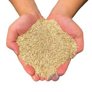 鱼草种籽四季多年生黑麦草籽喂鸡鹅鹅兔猫猪牛羊畜牧养殖牧草种子