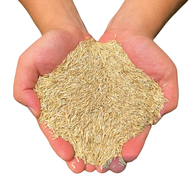 厂家批发四季牧草黑麦草种子批发