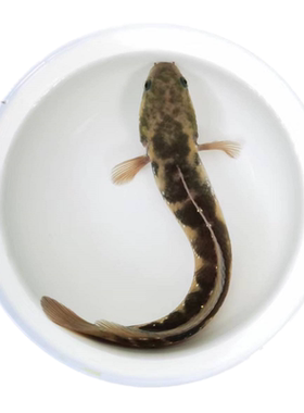 七星雷龙鱼苗冷水淡水观赏鱼