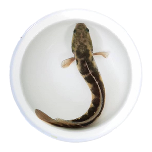 七星雷龙鱼苗月鳢山斑鱼花星张公鱼锦鲤金鱼观赏宠物鱼冷水淡水鱼