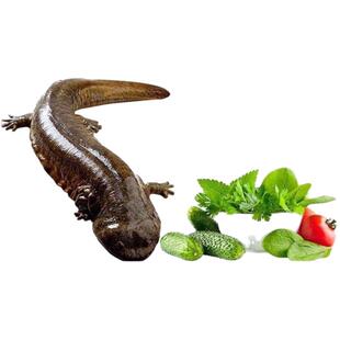 娃娃鱼鲜活大鲵活体食用水产生鲜送礼生鲜水产新鲜活物宠物鱼包活