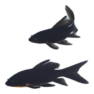 耐寒冷水黄金黑金龙凤锦鲤观赏鱼红草金鱼苗鱼缸易存活不加温纯种