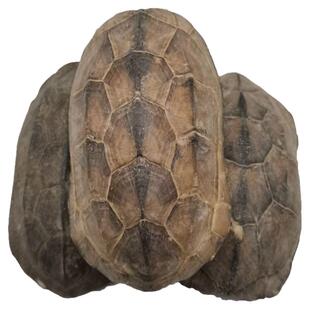 中药材龟甲 生龟甲 整个龟甲 乌龟壳  另有制龟甲