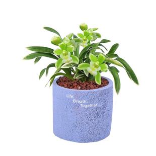 兰花 凤凰冠 浓香型金边矮种迷你兰花苗建兰四季兰盆栽花卉绿植