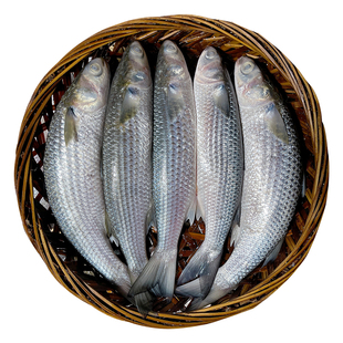 潮汕特产汕头打冷鱼饭海乌鱼饭即食海鲜 一斤装